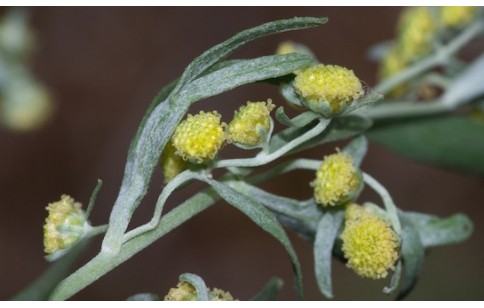 Artemisia absinthium