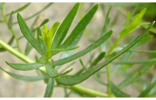 Artemisia dracunculus