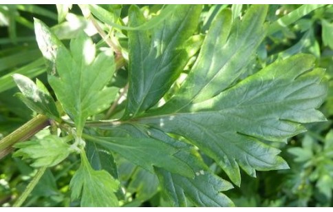 Artemisia vulgaris