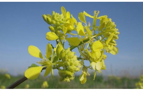 Brassica nigra