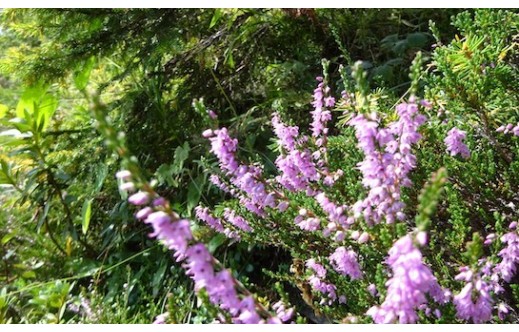 Calluna vulgaris