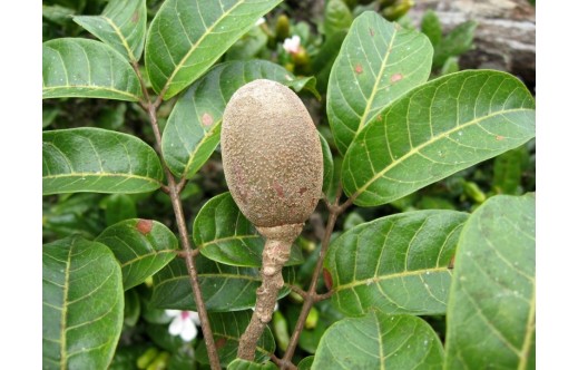 Canarium madagascariense