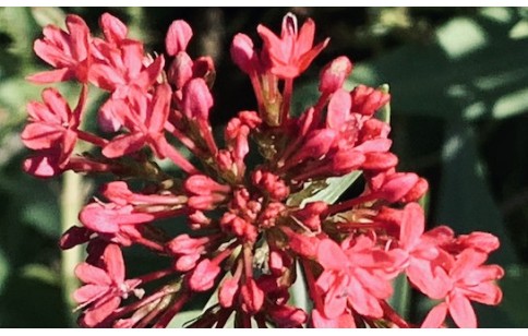 Centranthus ruber