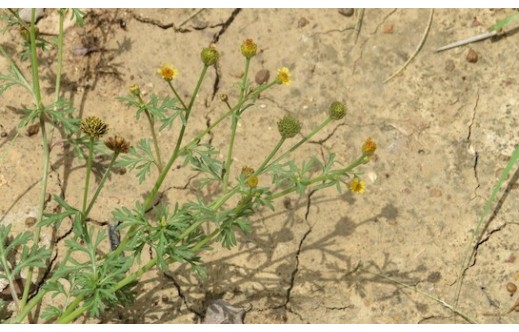 Chrysanthellum americanum