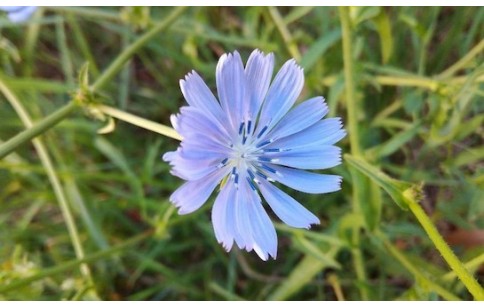 Cichorium intybus