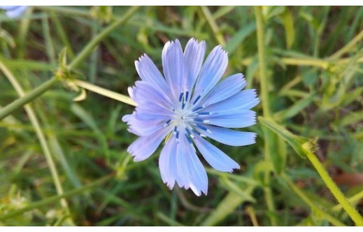 Cichorium intybus