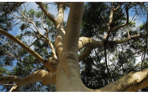 Corymbia citriodora