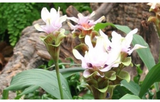 Curcuma zedoaria