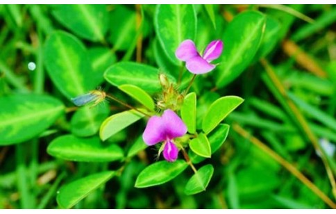 Desmodium adscendens