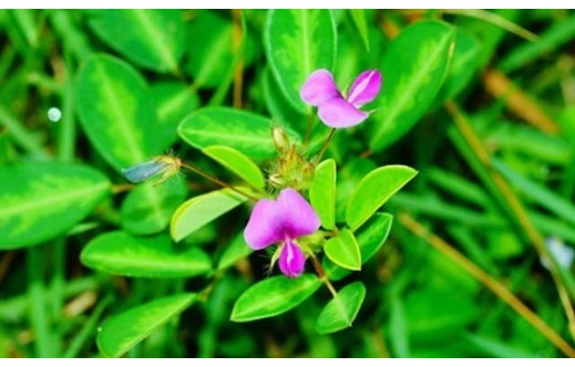 Desmodium adscendens