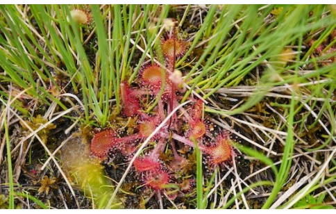 Drosera rotundifolia