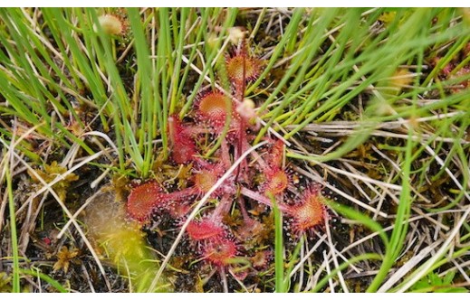 Drosera rotundifolia