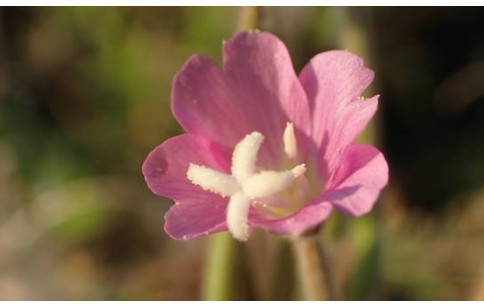 Epilobium parviflorum