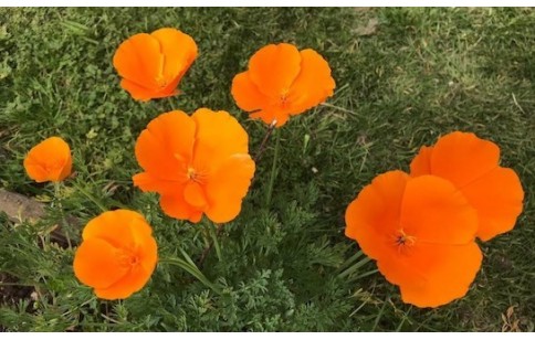 Eschscholzia californica