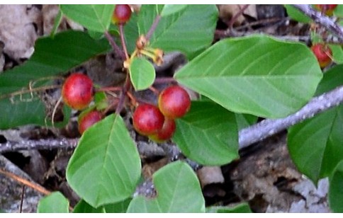 Frangula alnus