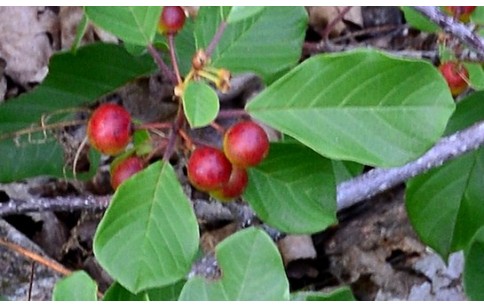 Frangula alnus