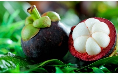 Garcinia mangostana