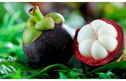 Garcinia mangostana