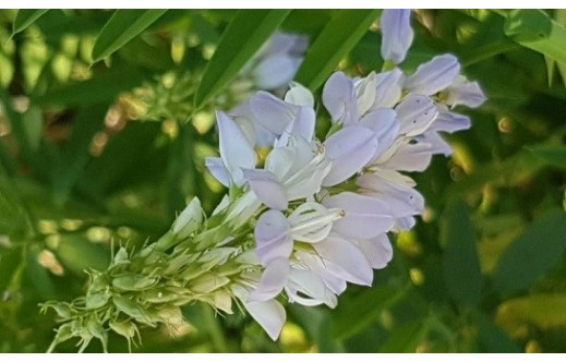 Glycyrrhiza glabra