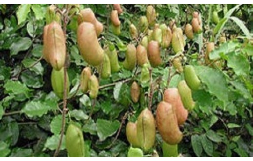 Griffonia simplicifolia
