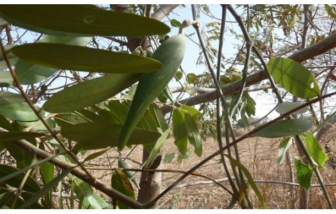 Gymnema sylvestre