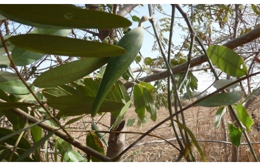 Gymnema sylvestre