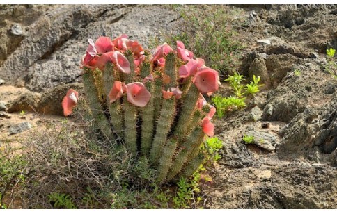 Hoodia gordonii