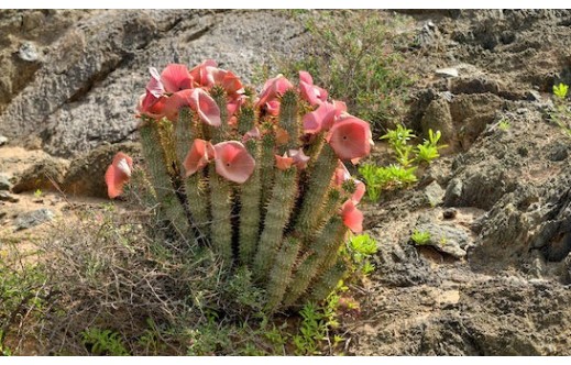 Hoodia gordonii