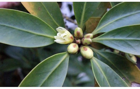 Illicium anisatum