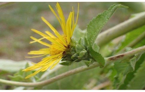 Inula helenium