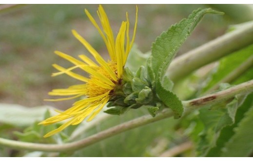 Inula helenium