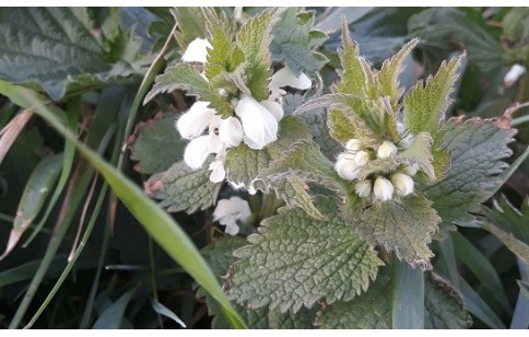 Lamium album