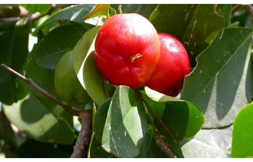 Malpighia glabra