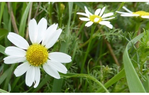 Camomille - Matricaria Chamomilla