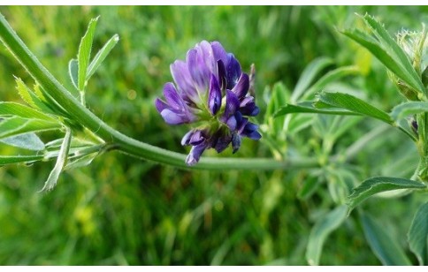 Medicago sativa