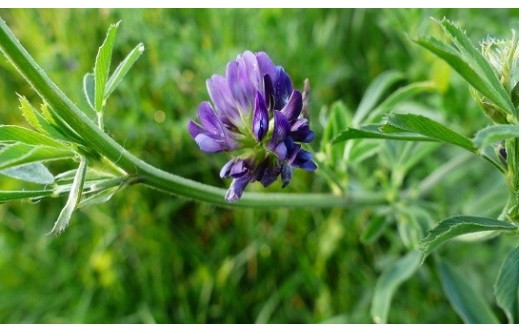 Medicago sativa