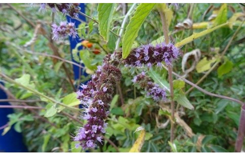 Mentha spicata