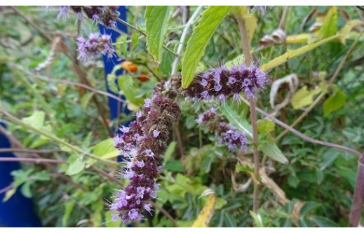 Mentha spicata
