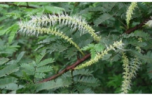 Mimosa tenuiflora