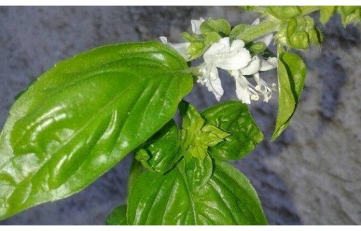 Ocimum basilicum