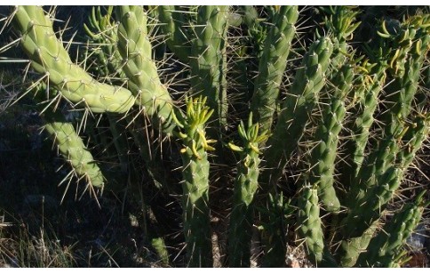 Opuntia ficus indica