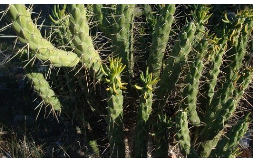 Opuntia ficus indica