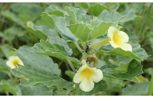 Pedalium murex