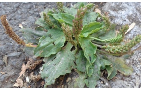 Plantago major