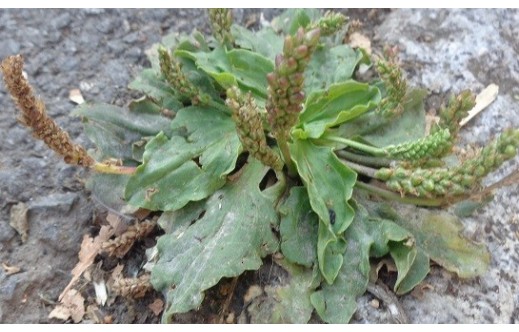 Plantago major