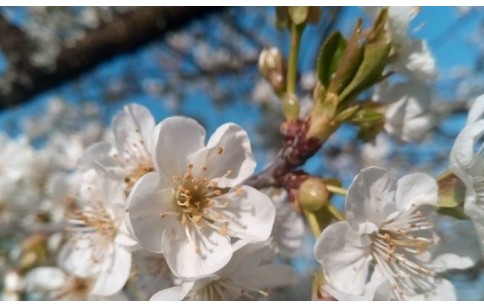 Prunus cerasus