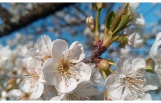 Prunus cerasus