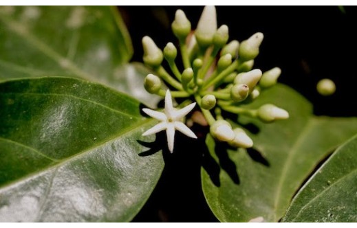 Ptychopetalum olacoides