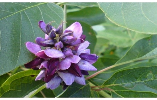 Pueraria montana