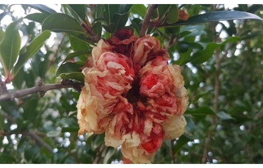 Punica granatum